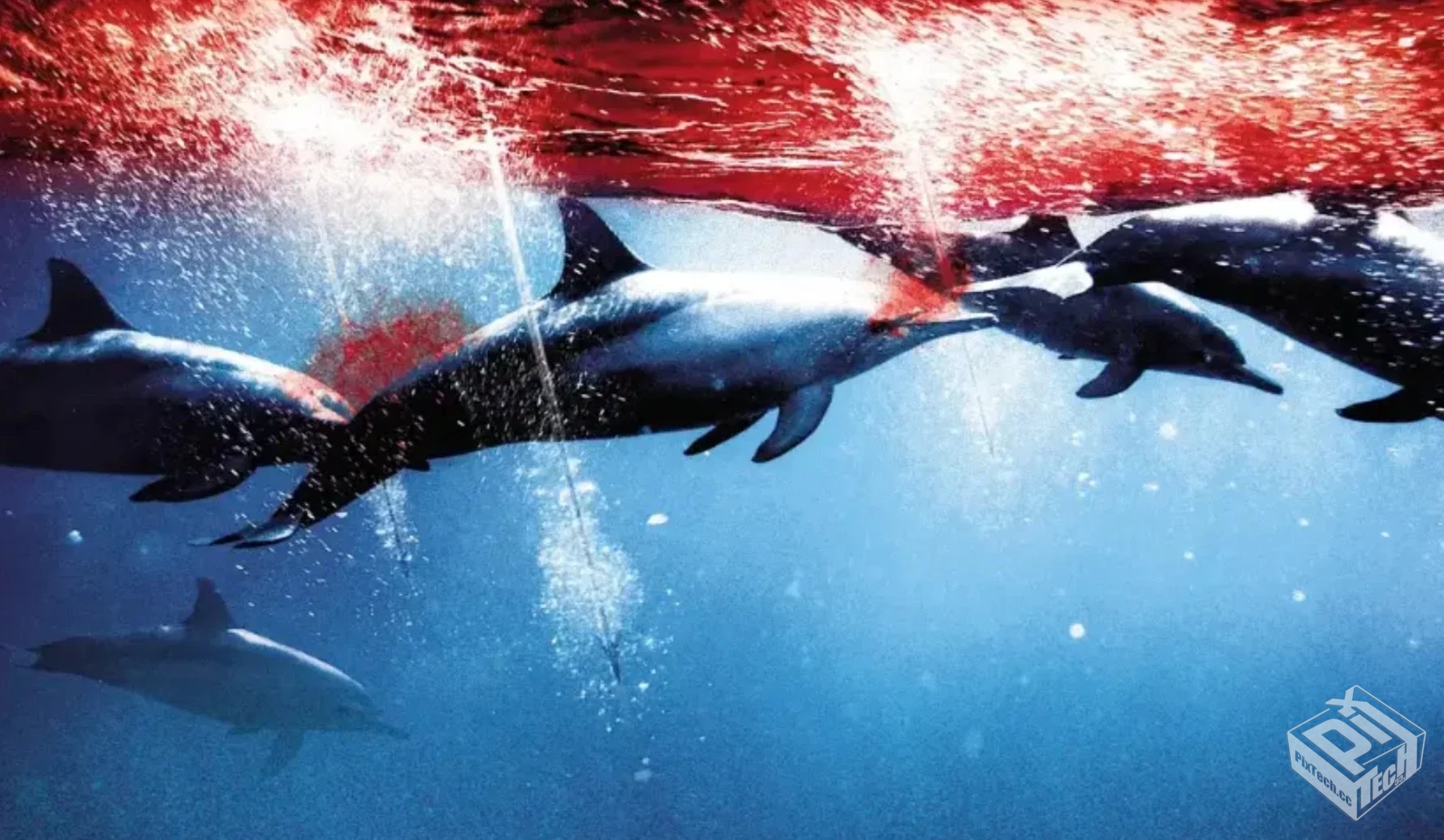 纪录片【海豚湾】2009 美国纪录片日本海豚...