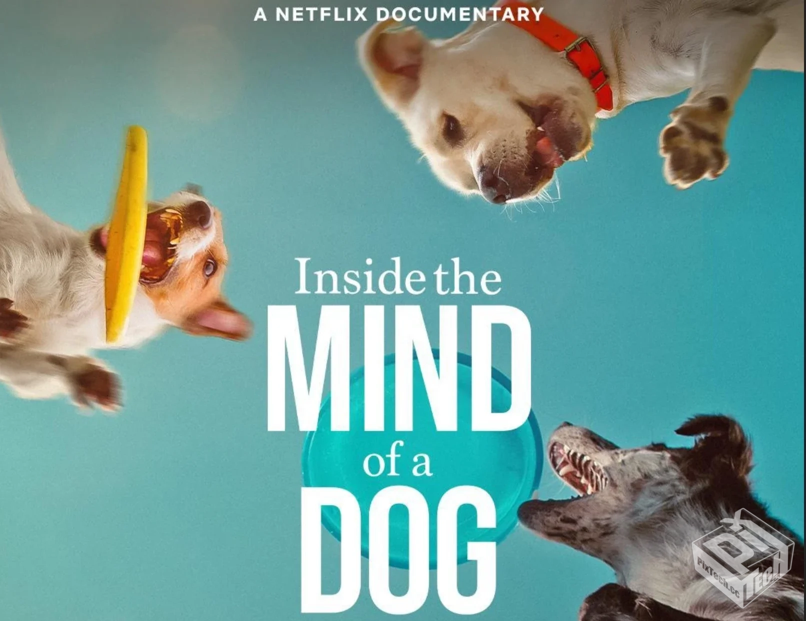 汪星人的奇思妙想 高清1080p 中文字幕 网盘...